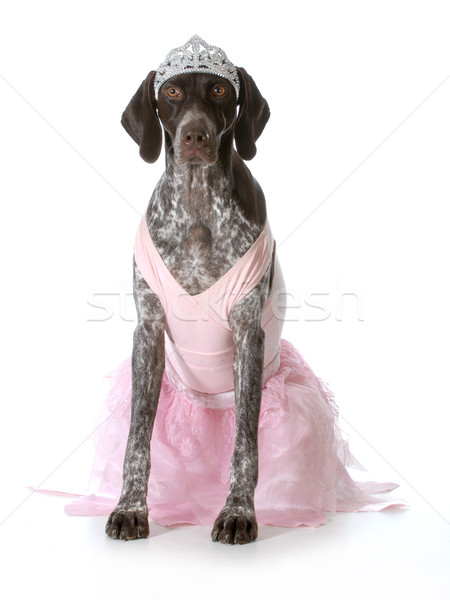 Chien up comme princesse isolé blanche Photo stock © willeecole