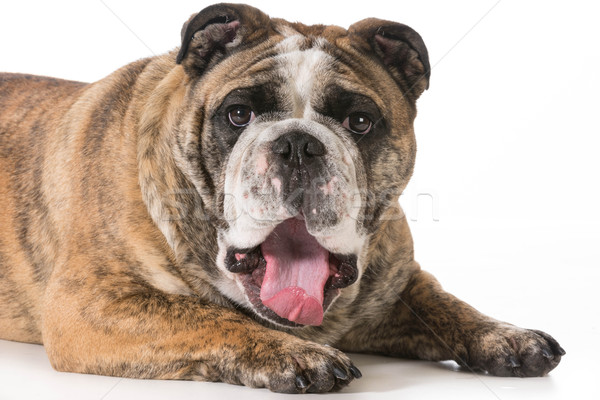 dog yawning Stock photo © willeecole