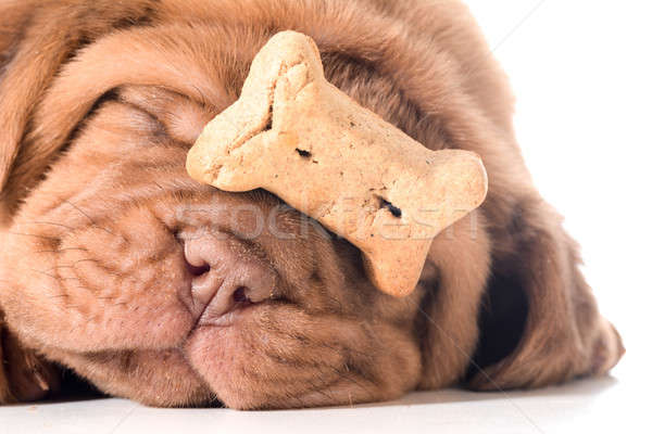 dog with a bone Stock photo © willeecole