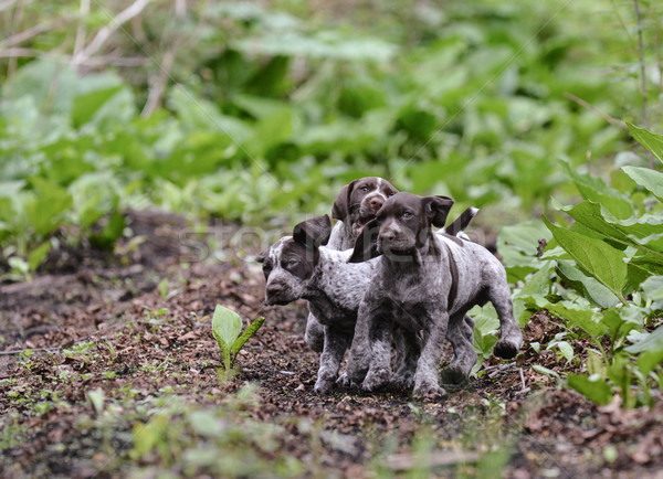 litter of puppies playing Stock photo © willeecole