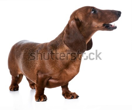 dachshund Stock photo © willeecole