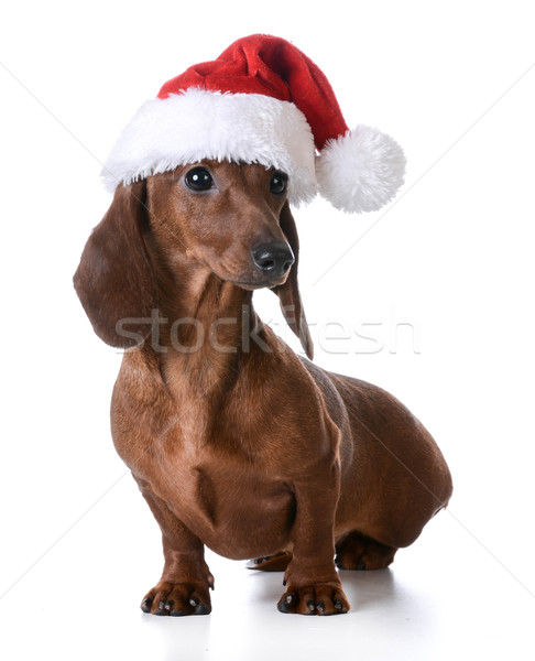 christmas dog Stock photo © willeecole