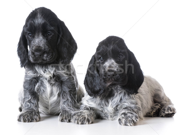 litter of puppies Stock photo © willeecole