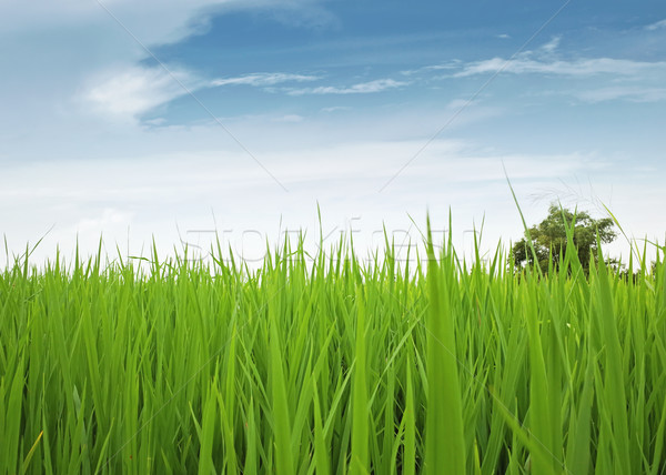 Foto stock: Campo · verde · blue · sky · grama · paisagem · planta