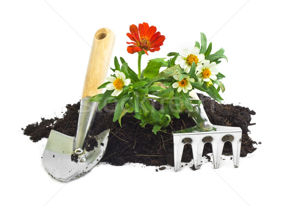 home gardening Stock photo © winnond