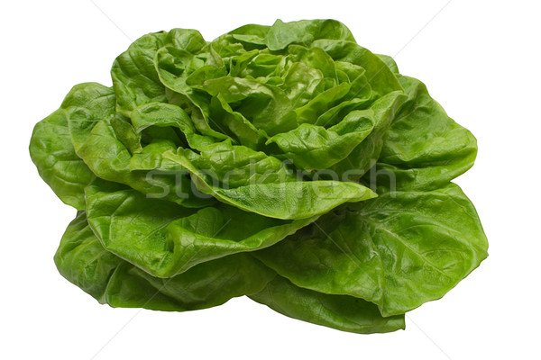 Butter Lettuce with Clipping Path Stock photo © winterling