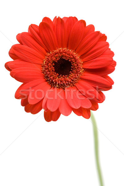 Stock foto: Rot · Gänseblümchen · isoliert · weiß · Blume · Natur