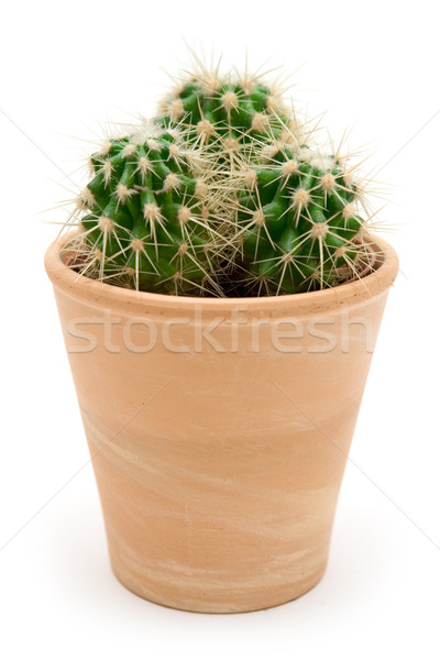 Potted Cactus Stock photo © winterling