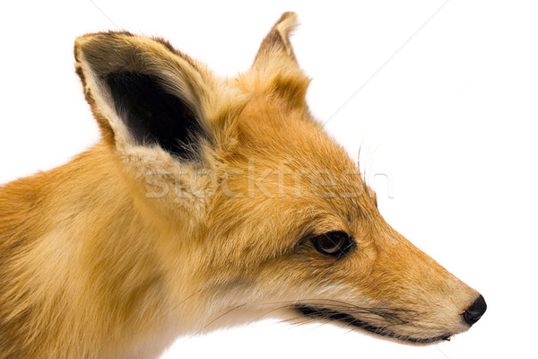 Fox Side View Stock photo © winterling