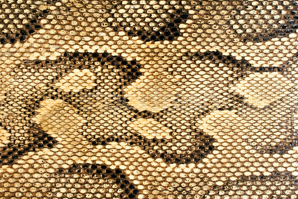 Snakeskin Pattern Stock photo © winterling