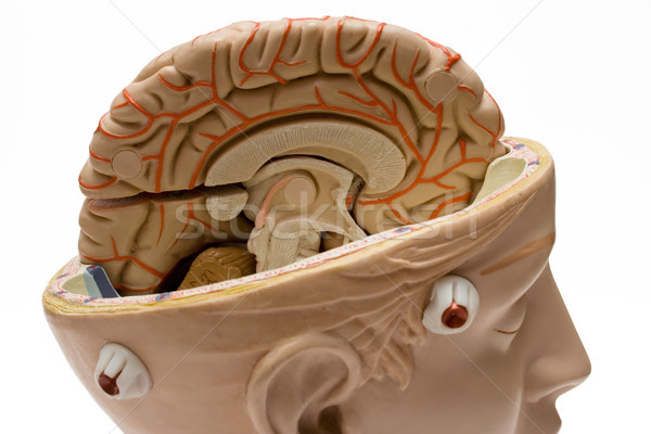 Creierul uman aproape vedere model izolat alb Imagine de stoc © winterling