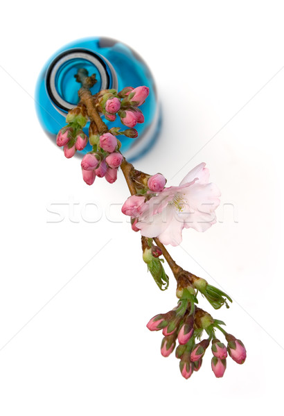 Blume blau Flasche Blüte Zweig isoliert Stock foto © winterling