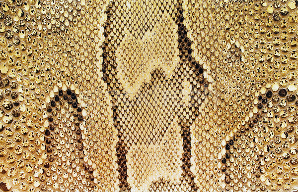 декоративный · фон · текстуры · кожи · кожа · змеи - Сток-фото © winterling (#2615561)
