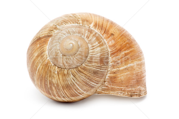 Snail Shell Stock photo © winterling