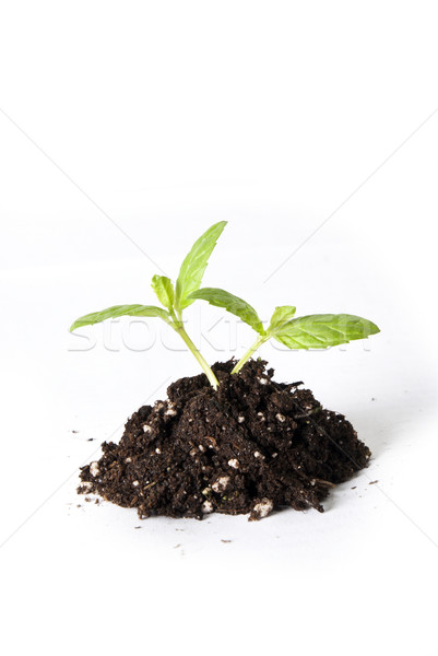 új élet kosz zöld növény természet bank Stock fotó © wisiel