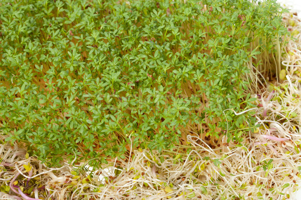 Taze alfalfa beyaz doku gıda soyut Stok fotoğraf © wjarek