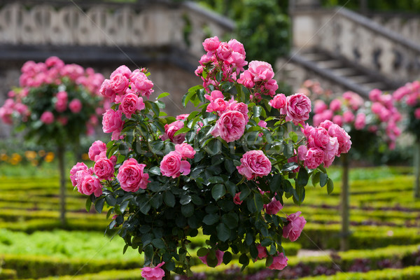 Kitchen garden in  Chateau de Villandry. Loire Valley, France  Stock photo © wjarek