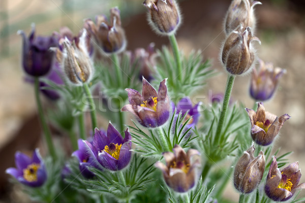 purple flower of the pasqueflower in the garden Stock photo © wjarek