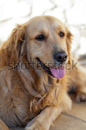 Stock photo: portrait of beautiful golden retriever 