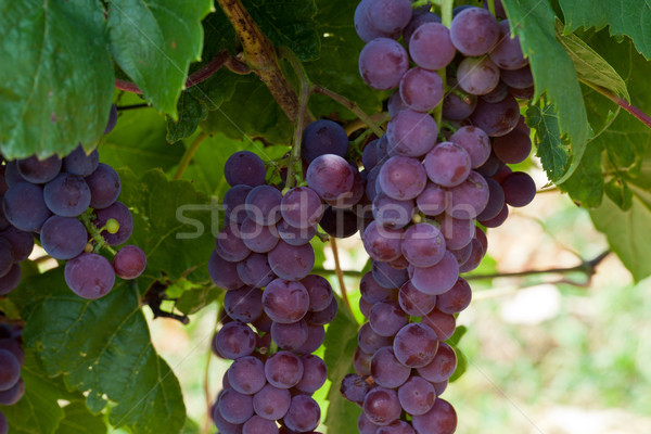 pink grapes in the vineyard  Stock photo © wjarek