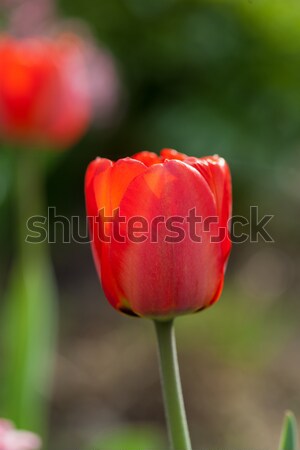Stock fotó: Piros · tulipánok · tavasz · természet · levél · kert