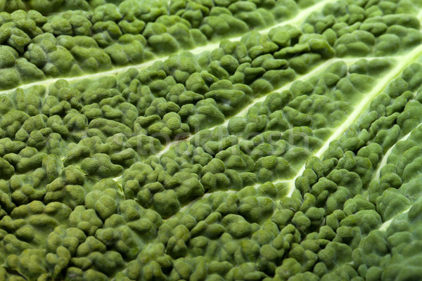 fresh savoy cabbage leaf as a texture  Stock photo © wjarek