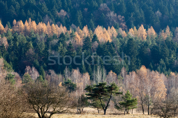 Autumn colors in the mountains Stock photo © wjarek