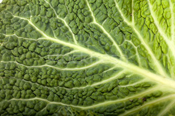 fresh savoy cabbage leaf as a texture  Stock photo © wjarek