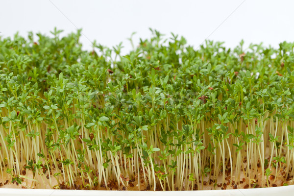 Cress seedlings isolated on white background Stock photo © wjarek