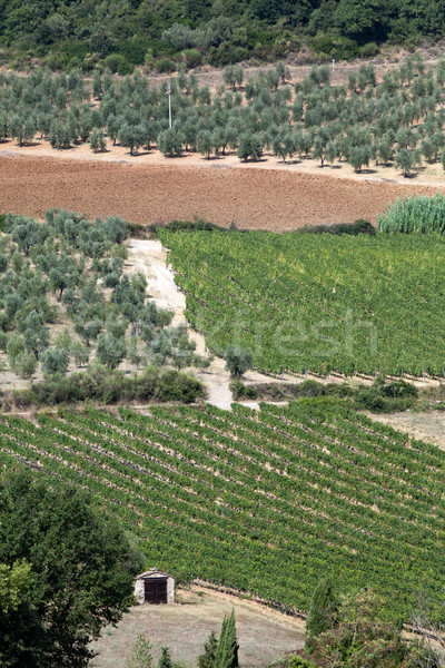Toskański krajobraz oliwy drzew drogowego charakter Zdjęcia stock © wjarek