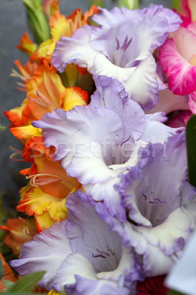 colorful bouquet of gladioli Stock photo © wjarek