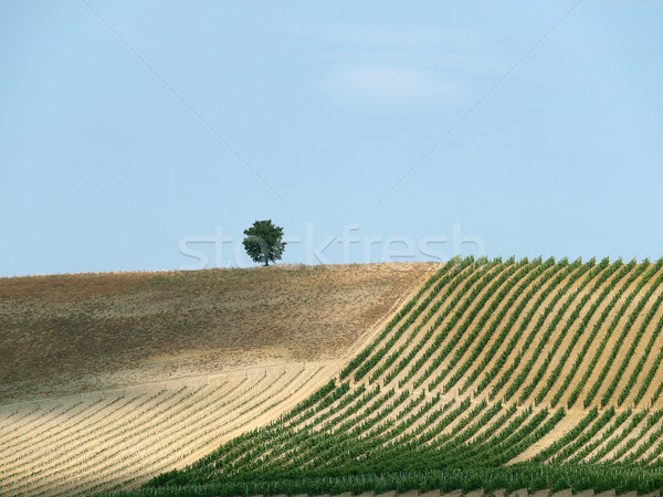 Tuscan landscape in the best edition Stock photo © wjarek