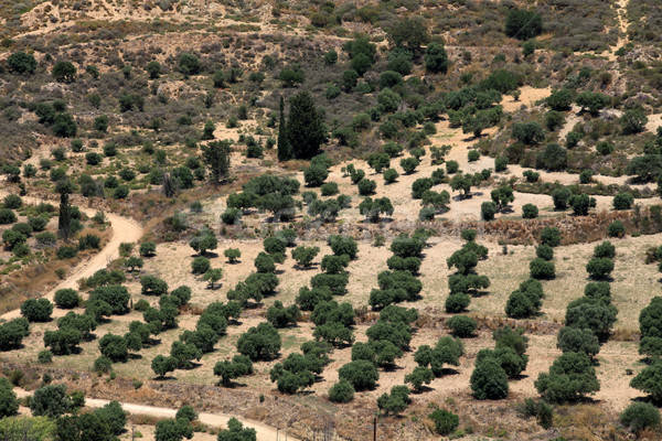 Olive groves around Kardamena as seen from the fortress Antimachia. Stock photo © wjarek