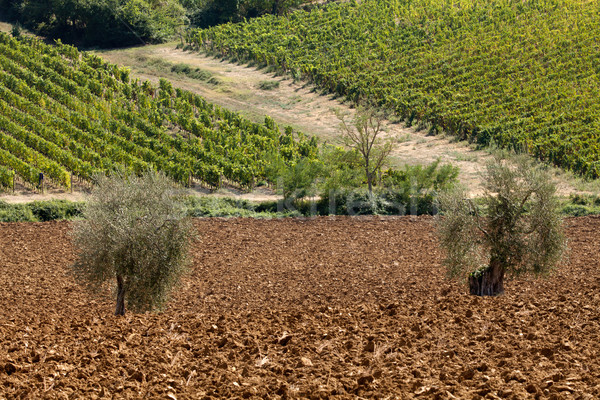 тосканский пейзаж оливкового деревья дороги природы Сток-фото © wjarek