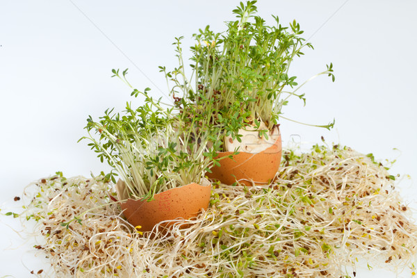 Foto d'archivio: Fresche · erba · medica · primavera · easter · egg · alimentare · erba