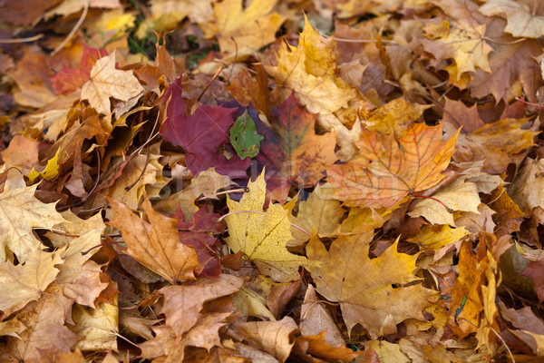 Impresie frunze toamnă culori textură pădure Imagine de stoc © wjarek