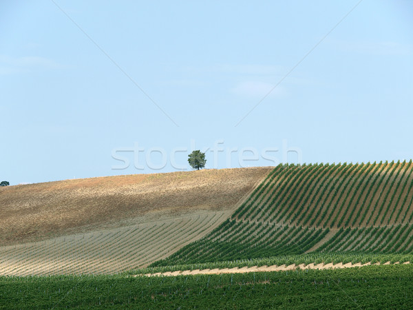 Toszkán tájkép legjobb ház bor gyümölcs Stock fotó © wjarek
