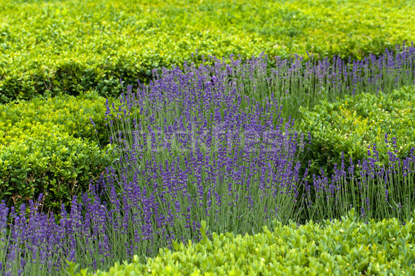 Splendid, decorative gardens at castles in the Valley of Loire Stock photo © wjarek