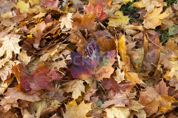 impression of leaves and autumn colors Stock photo © wjarek