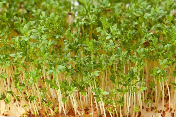 Stockfoto: Zaailingen · geïsoleerd · witte · textuur · natuur · salade