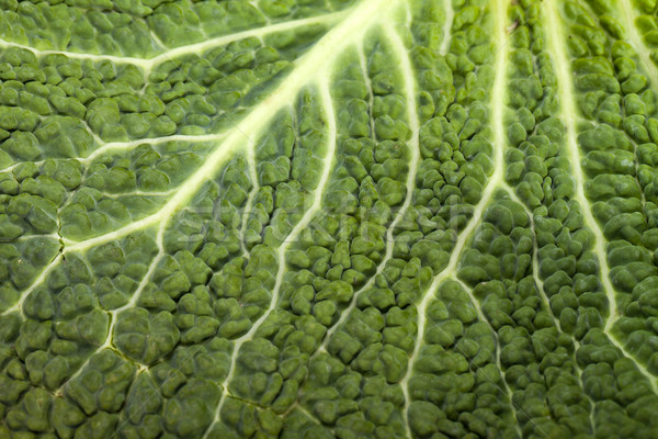 商业照片: 新鲜 · 卷心菜 ·叶· 质地 · 性质 · 背景