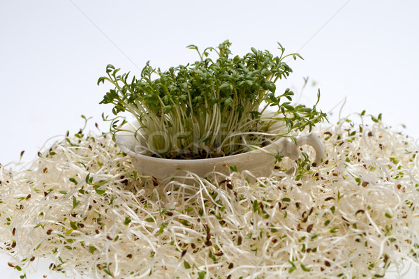 świeże lucerna biały tekstury żywności charakter Zdjęcia stock © wjarek