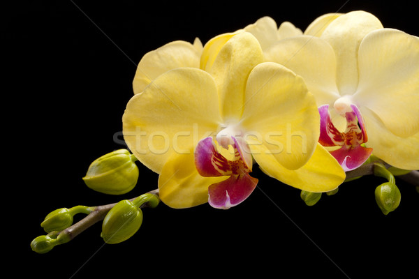 Stockfoto: Geel · orchidee · geïsoleerd · zwarte · bruiloft · natuur