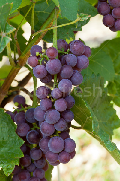 pink grapes in the vineyard  Stock photo © wjarek