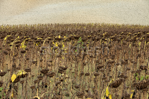 Ripened sunflowers ready for harvesting for their seeds  Stock photo © wjarek
