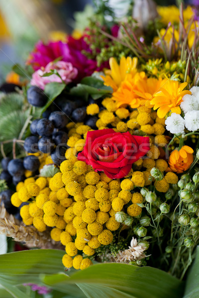 Foto stock: Belo · flores · ervas · beleza · laranja · verde