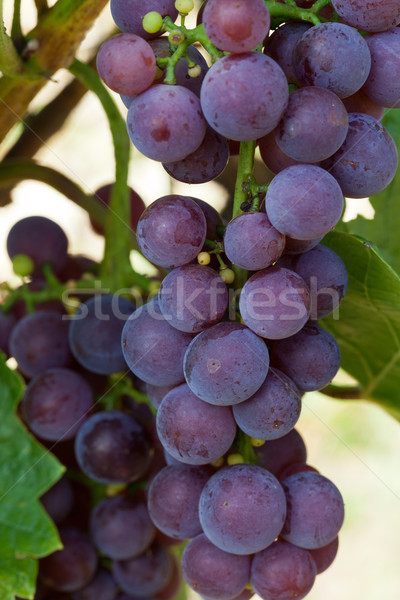 pink grapes in the vineyard  Stock photo © wjarek