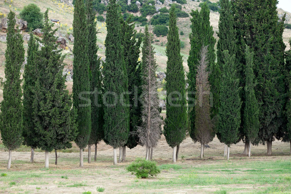 Idyllic landscape with  cypress  Stock photo © wjarek