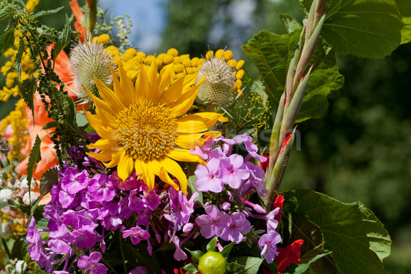 Stock fotó: Gyönyörű · virágok · gyógynövények · szépség · zöld · napraforgó