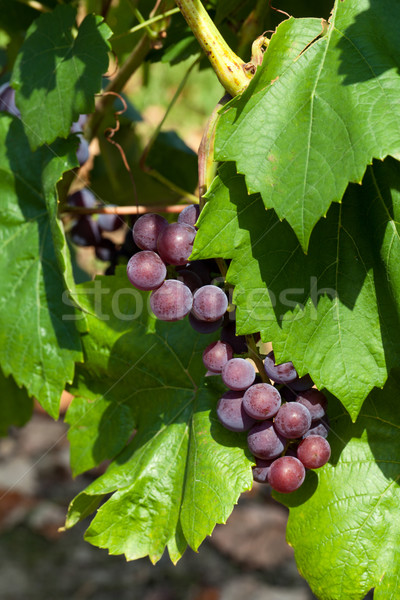 pink grapes in the vineyard  Stock photo © wjarek